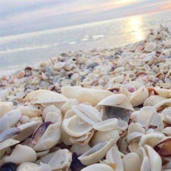 Spectacular Shelling callout